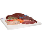 Liver Model with Gall Bladder, Pancreas & Duodenum - 3B Smart Anatomy