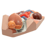 Male Urinary System Model, 3/4 Life-Size - 3B Smart Anatomy