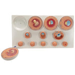 Embryonic Development Model in 12 Stages - 3B Smart Anatomy