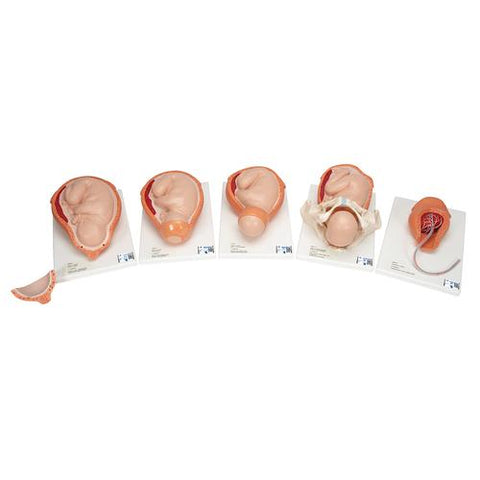 Birthing Process Model with 5 Stages - 3B Smart Anatomy