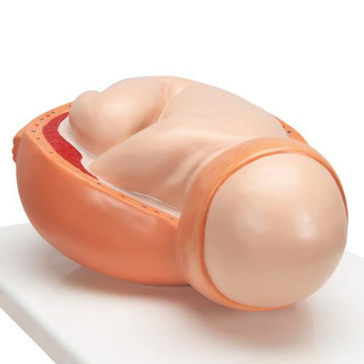 Birthing Process Model with 5 Stages - 3B Smart Anatomy