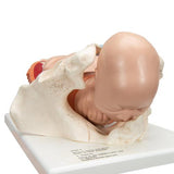 Birthing Process Model with 5 Stages - 3B Smart Anatomy
