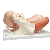 Birthing Process Model with 5 Stages - 3B Smart Anatomy