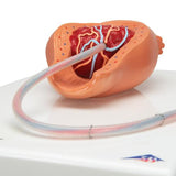 Birthing Process Model with 5 Stages - 3B Smart Anatomy