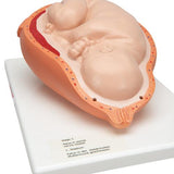 Birthing Process Model with 5 Stages - 3B Smart Anatomy