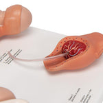 Labor Stages Model, Small - 3B Smart Anatomy
