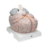 Giant Human Brain Model, 2.5 times Full-Size, 14 part - 3B Smart Anatomy