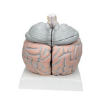 Giant Human Brain Model, 2.5 times Full-Size, 14 part - 3B Smart Anatomy