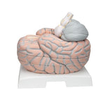 Giant Human Brain Model, 2.5 times Full-Size, 14 part - 3B Smart Anatomy