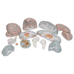 Giant Human Brain Model, 2.5 times Full-Size, 14 part - 3B Smart Anatomy