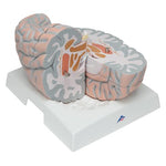 Giant Human Brain Model, 2.5 times Full-Size, 14 part - 3B Smart Anatomy