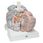 Giant Human Brain Model, 2.5 times Full-Size, 14 part - 3B Smart Anatomy