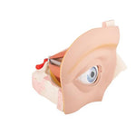 Human Eye Model, 5 times Full-Size, 12 part - 3B Smart Anatomy