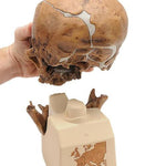 Replica Homo Neanderthalensis Skull (La Chapelle-aux-Saints 1)