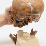 Replica Homo Neanderthalensis Skull (La Chapelle-aux-Saints 1)