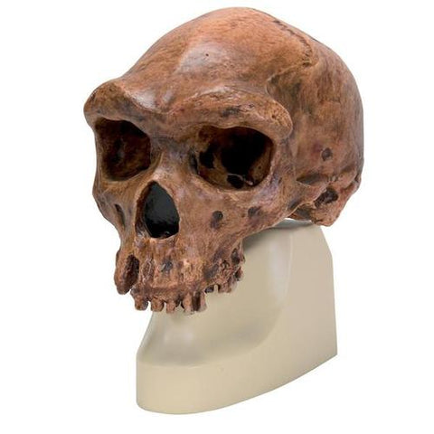 Replica Australopithecus Boisei Skull (KNM-ER 406 + Omo L7A-125)