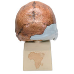 Replica Homo rhodesiensis Skull (Broken HillŸ Woodward, 1921)
