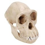 Chimpanzee Skull (Pan troglodytes), Female. Replica