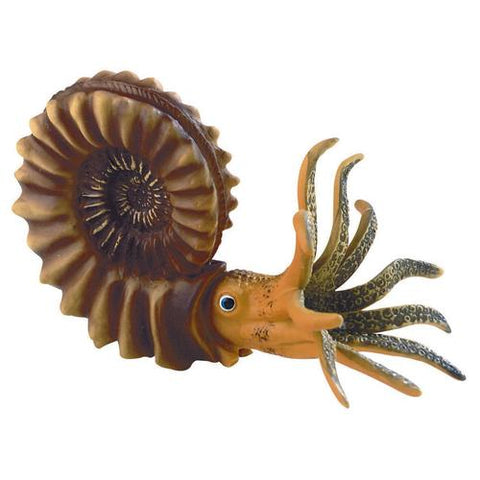 Ammonite, model