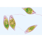 Protozoa - Portuguese Slides
