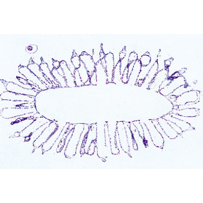 Coelenterata and Porifera - French Slides