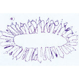 Coelenterata and Porifera - Portuguese Slides