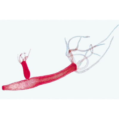 Coelenterata and Porifera - Spanish Slides