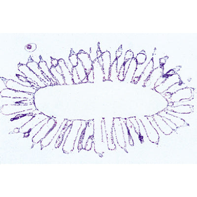 Coelenterata and Porifera - Spanish Slides