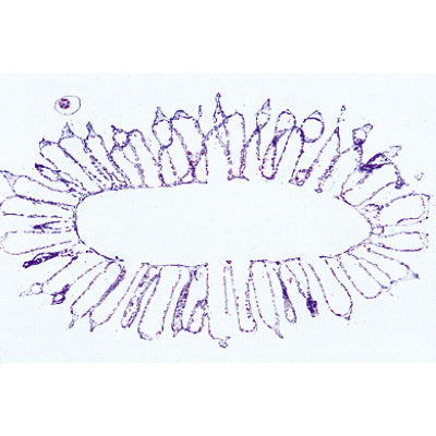 Coelenterata and Porifera - German Slides