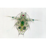 Crustacea - French