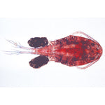 Crustacea - French