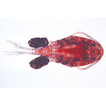 Crustacea - Spanish