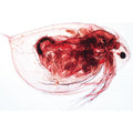 Crustacea - German Slides