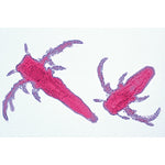 Crustacea - German Slides