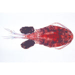 Crustacea - German Slides