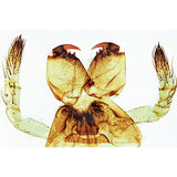 Arachnoidea and Myriapoda - French