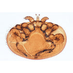 Arachnoidea and Myriapoda - Portuguese Slides
