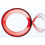 Arachnoidea and Myriapoda - Spanish