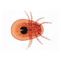 Arachnoidea and Myriapoda - German Slides