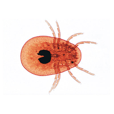 Arachnoidea and Myriapoda - German Slides