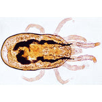Arachnoidea and Myriapoda - German Slides