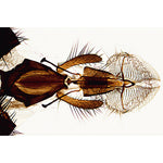 Insect (Insecta) - French