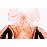 Insect (Insecta) - French