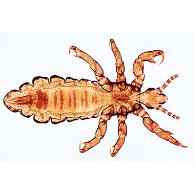 Insect (Insecta) - Portugiesisch