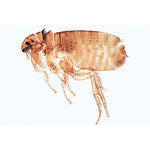 Insect (Insecta) - Portugiesisch