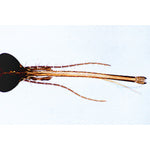 Insect (Insecta) - Portugiesisch