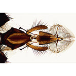 Insect (Insecta) - Spanish