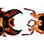 Insect (Insecta) - German Slides