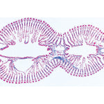 Mollusca - French