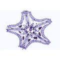 Echinodermata, Bryozoa and Brachiopoda - French